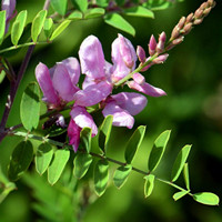 Indigofera tinctoria